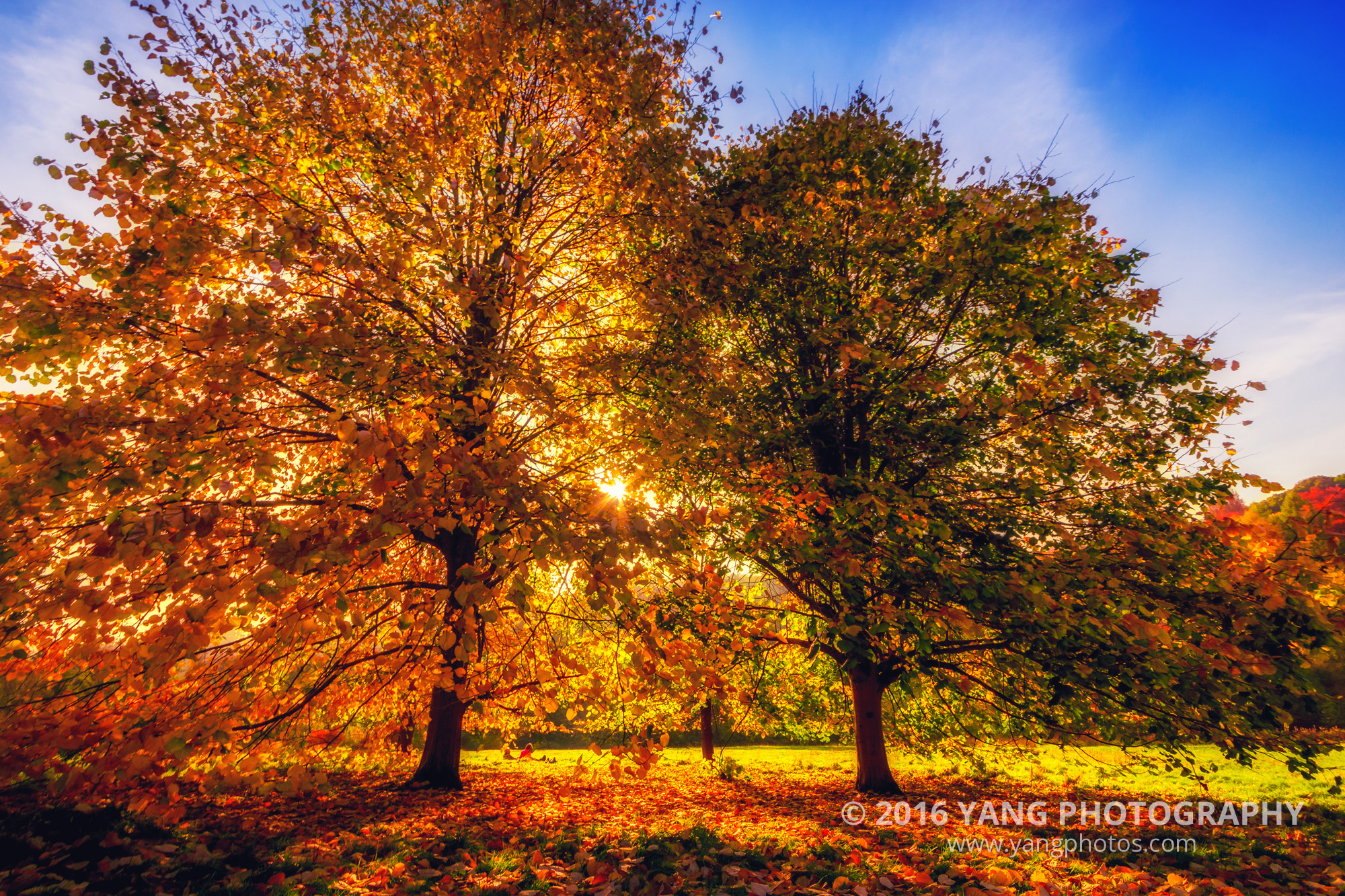 Surrey-Autumn
